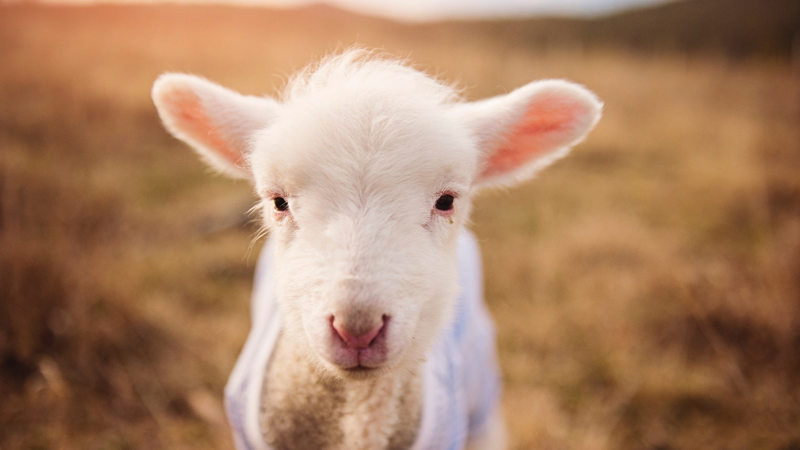 哥伦比亚女足在巴黎奥运会上取得历史性成绩，奥运会哥伦比亚女神
